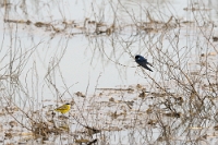9597 Motacilla flava cinereocapilla (Cutrettola) e Hirundo rustica (Rondine)